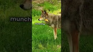 Coyotes: Fun Facts! #funfacts #facts #wildlife #coyote #animals #animalfacts #animalknowledge
