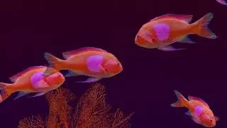 Fish Farm 3 Reef Aquarium Lv 85 Square Spot Fairy Basslet