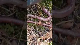 Huge earthworm