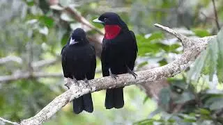 NO CREER&Aacute;S C&Oacute;MO se cuidan esta pareja de Aves | Cotinga Qu&eacute;rula | AVES del ECUADOR - Yasun&iacute;
