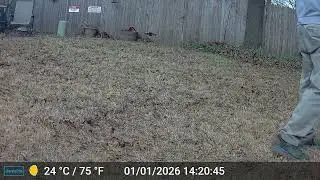 Sadie Playing Fetch