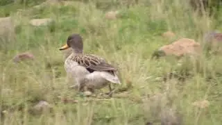 Anas flavirostris 