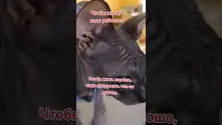 #башкирия #юмор #деревня #прикол #сфинкс