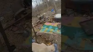 Становится тесно #кошачийстрана #дикиекошки #кошки