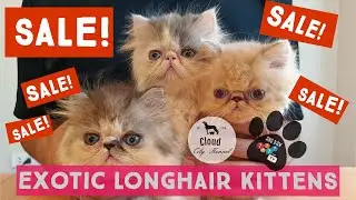 Exotic longhair kittens for sale Philippines