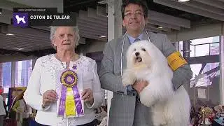Cotons de Tulear | Breed Judging 2019