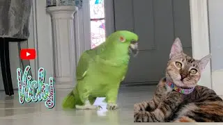 Loro Extra&ntilde;a mucho a su gato que est&aacute; en el hospital/Loro Habl&aacute;ndole al gato￼ Toby / Loros hablando￼