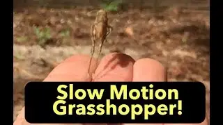 Grasshopper Jumping in Slow Motion!