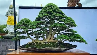 Inspirasi bonsai terbaik spesial bonsai Indonesia 