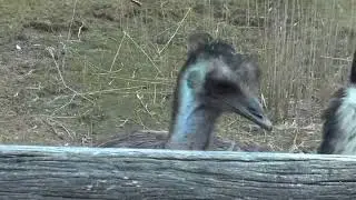 Emu Sounds/*martizaNex*/