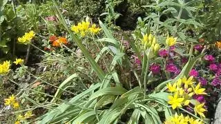 #Golden Garlic Moly #цветы