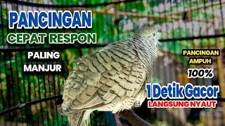 Perkutut Lokal Gacor untuk Pancingan Cepat Bunyi | Irama Lokal Asli
