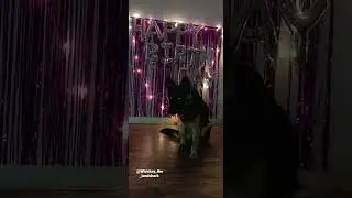 Whiskey ka birthday celebration #germanshepherdindia #doglover #viralvideos #germanshepherdpuppy