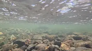 large numbers of Coho salmon fry swimming among the spawning Chum adults, then this happens