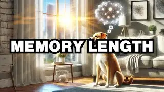 How Long Do Dogs Remember Things? Explained