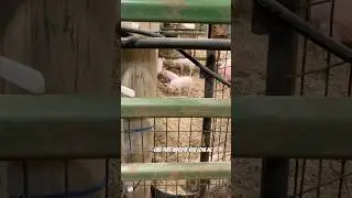 Hungry Little Piglets At the NC State Fair 🐽
