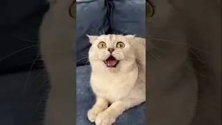 Cat failed the mission 😂 #funny #cat