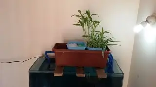 DIY AQUAPONICS OVERHEAD SUMP FILTER