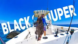 Spearfishing Surprise | Unforgettable Encounter While Hunting Black Grouper