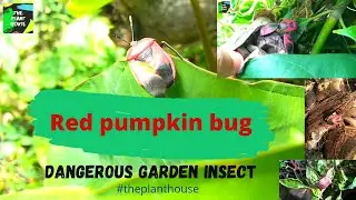 Garden insects || dangerous garden insects || red pumpkin bug || garden tips #theplanthouse