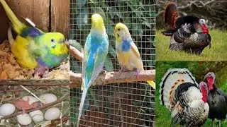 Turkey birds chick na dance start kar diya