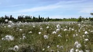 Vogesen: Feld mit Scheiden-Wollgras