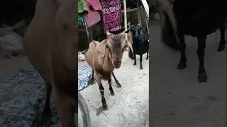 Tadpaoge Tadpa Lo //Hirak333 #goat #goatfarminassam #hirak333 #assam  #shorts #trendingshorts #91