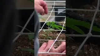 How I SCROG My Autoflower Early 👀