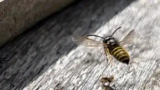 Bee Fighting Earwig
