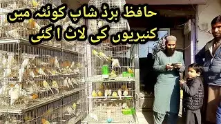 Hafiz Birds Shop Quetta | Canary Ki Nayi Laat | Canary Birds Prices Pakistan
