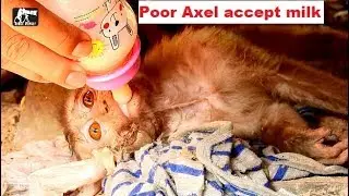 P4|Poor baby orphan Axel low energy try get milk|Cameraman so worry give some milk to Axel