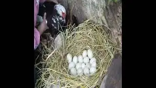 Harvesting Skill & Cabin Life: Bushcraft, Forest Living, and Farm-fresh Eggs