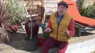 Comment planter un arbre fruitier en pot ?