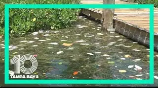Red tide levels in Tampa Bay at their worst in decades
