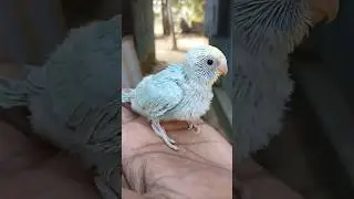 🐣 Don't release budgies parrot 🦜#shorts​ #birds​#viralshorts​  #budgies​ #pets​#ytshort​
