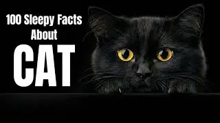 Fall Asleep Gently with Relaxing Cat Facts | Calm Audio for Sleep