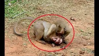WOW ! So Pity Sweetpea Cry loudly got so Hurt Bite by Small Monkey ,Why like that Sweetpea.