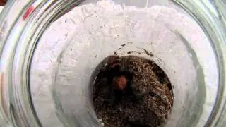 Cyclosternum fasciatum
