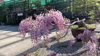 Late Spring Nursery Walk