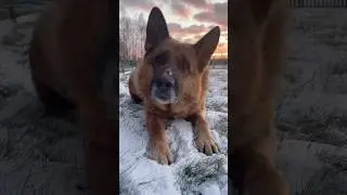 Сейчас идет снег #germanshepherd #dog #немецкаяовчарка #собака #germanshepheard #gsds