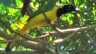 Green Jay, Cyanocorax yncas, carriqui, Gr&uuml;nh&auml;her