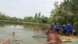 Ao cá trê lai 