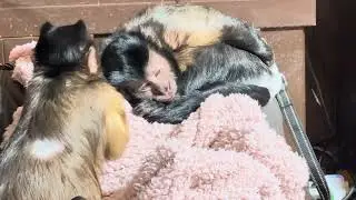 OMGOSH SO SWEET CAPUCHIN MONKEY ASMR