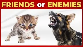 Can Cats and Dogs be Friends? | Pets | Funny Animals | Animals Video | Cute Animals