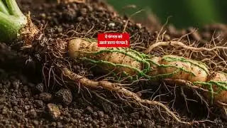 IFC Tricho Shield Biological Fungicide | Organic फफूंदीनाशक दवा | Trichoderma Viride का सही उपयोग