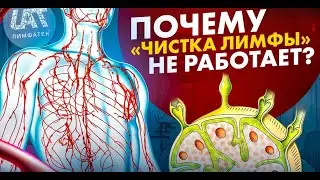Лимфа грязной не бывает. Почему? Ответ здесь.
