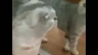 Kucing lucu, tercengang