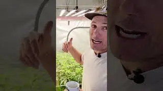 Living Soil Overwatering vs Nutrient Deficiency