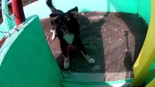 HYPER ACTIVE puppy playmate [Supremo 1 review]
