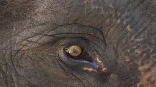 Naughty Elephant Eye #amazing #india #Cool #color #beautiful #beauty #love #cute #sexy #kingsmashup